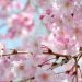 【浅間神社】桜の女神　コノハナサクヤヒメのお話